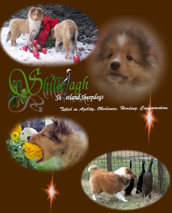 Heartstrings shelties hot sale